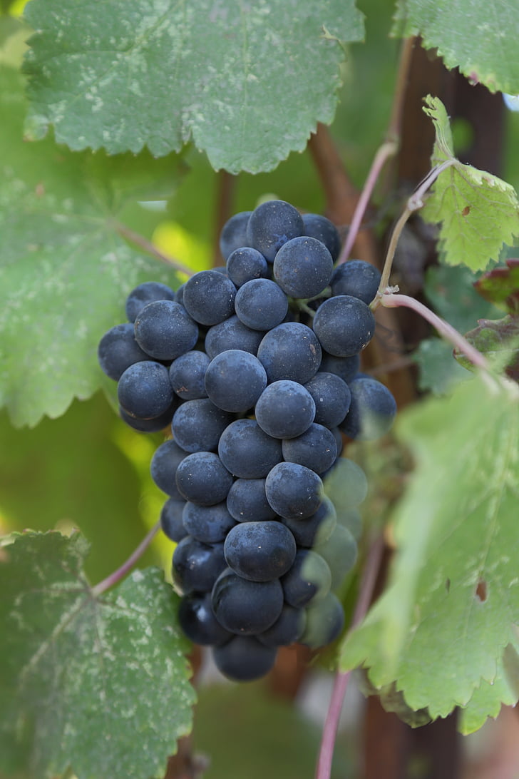 uvas, Petite verdot, vino, Valle de Napa, país del vino, rojo, Bodega