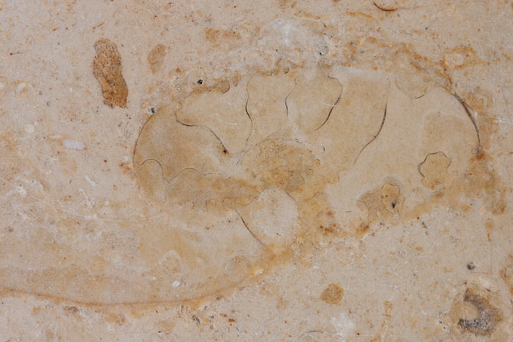 petrification, fossil beast, fossil, solnhofen limestone slabs, limestone, jura, polished surface