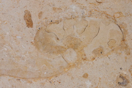 membatu tua, fosil binatang, fosil, solnhofen batu kapur lembaran, batu kapur, Jura, dipoles permukaan