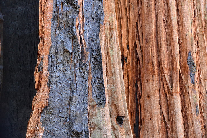 Sequoia, fa, kéreg, tűz, törzs, természet