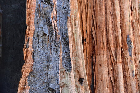 Sequoia, árbol, corteza, fuego, tribu, naturaleza