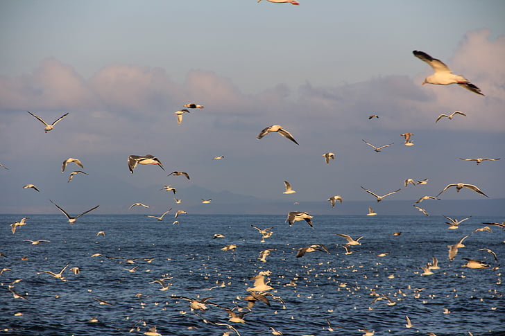 etorofu, kuriles, gulls, sea, ocean, sunset