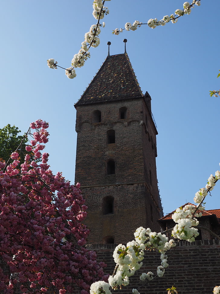 metzgerturm, ulm, tower, city wall, old town, cherry blossom, white
