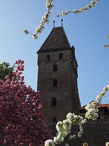 metzgerturm, ウルム, タワー, 市壁, 旧市街, 桜の花, ホワイト