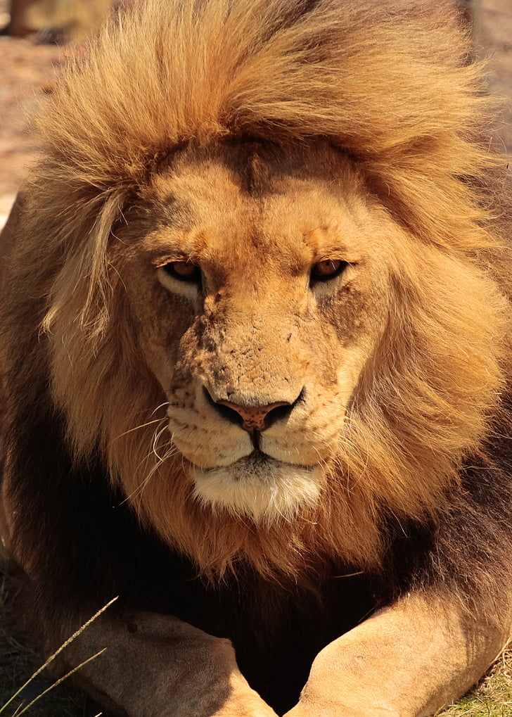 Leone, Africa, occhi, Safari, natura, gatto, fauna selvatica