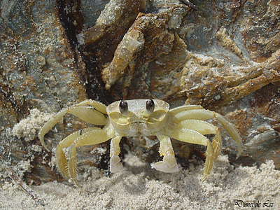crabe, plage, sable, Mar