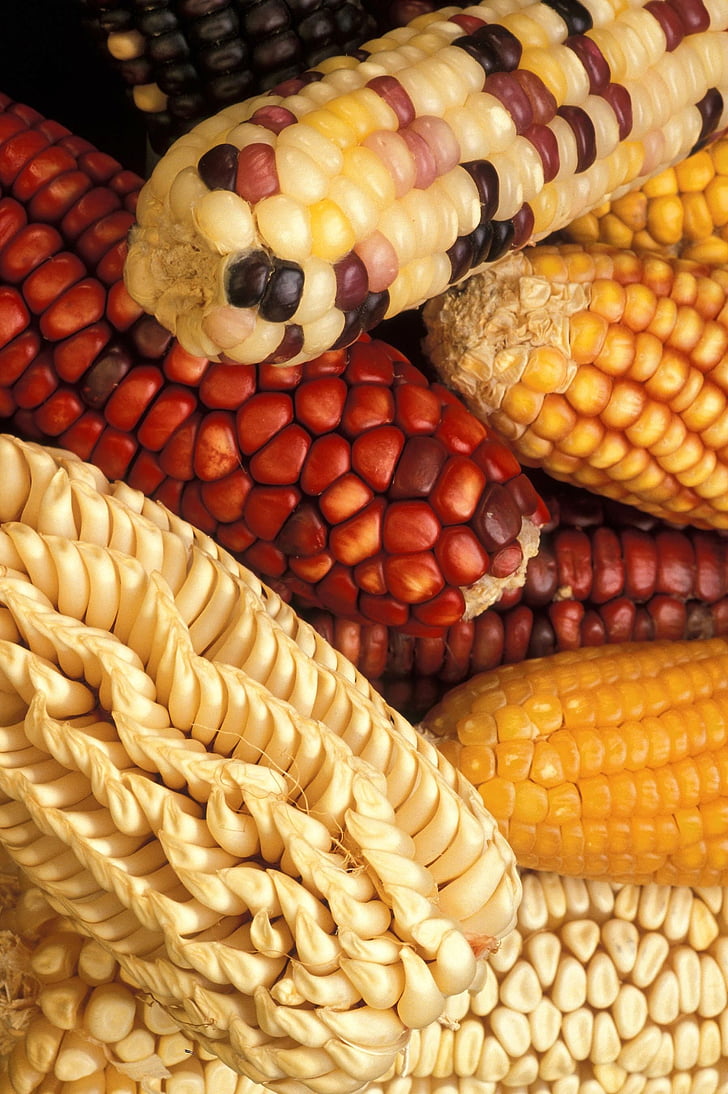 corn, modified, genetically, vegetables, plants, flora