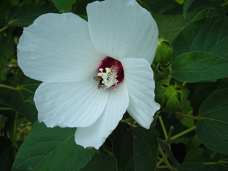 flor, blanc, natura