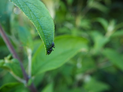 mravlja, listov, vrt, insektov
