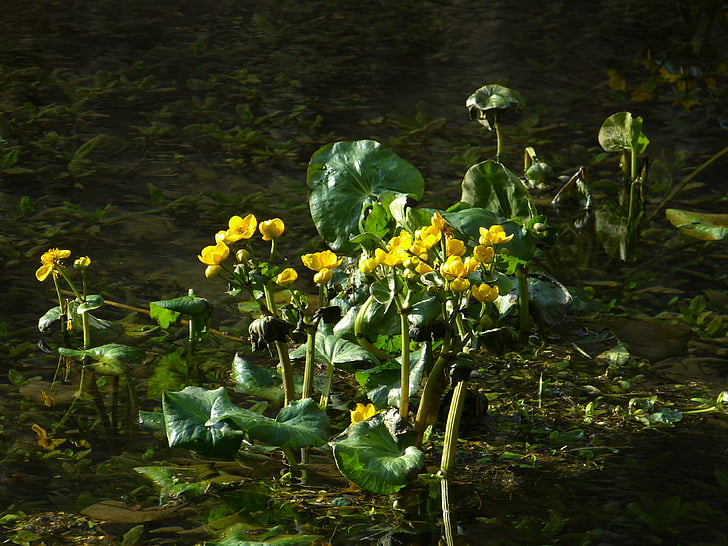caltha palustris, Hahnemann jalka kasvihuonekaasujen, keltainen, Marsh kasvi, kostea, vesi, Bach