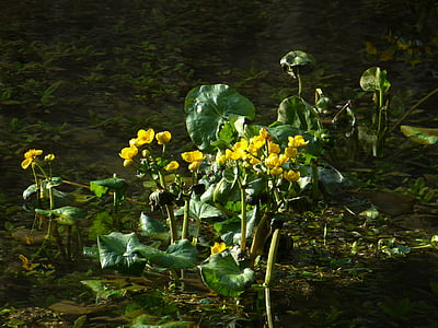 knieć błotna, Hahnemann stóp cieplarnianych, żółty, Marsh roślin, wilgotne, wody, Bach