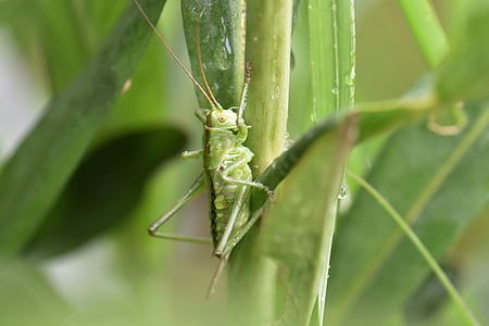 grasshopper, leaf, green, nature, insect, plant, macro