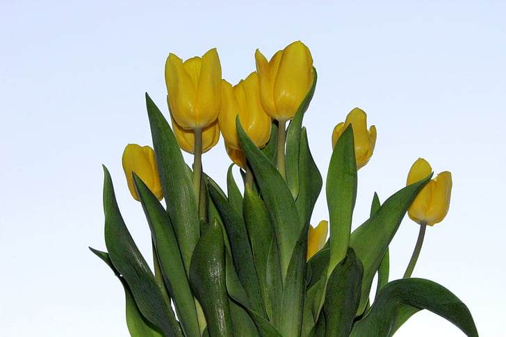 tulipes, fleur, jaune, printemps, fleurs, nature, flore