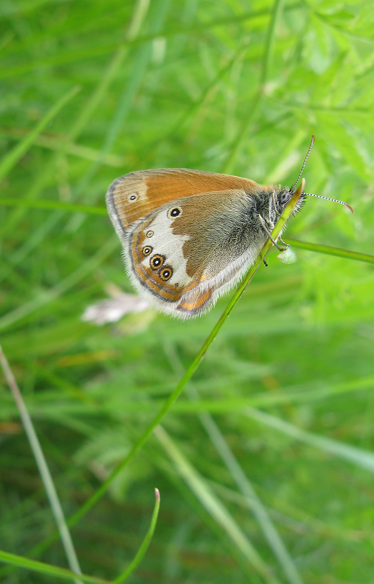 ringlet, butterfly, summer, insect, sweden, nature, animal world