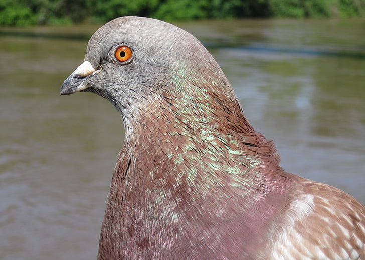 dove, animal, nature, feather, bird, bird pigeon, animal world