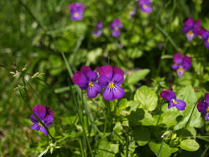 花, 紫, マクロ, 花, 紫色の花, 紫色の花, ガーデン