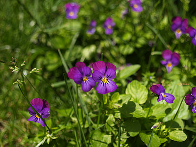 kukat, violetti, makro, kukka, violetit kukat, violetti kukka, Puutarha