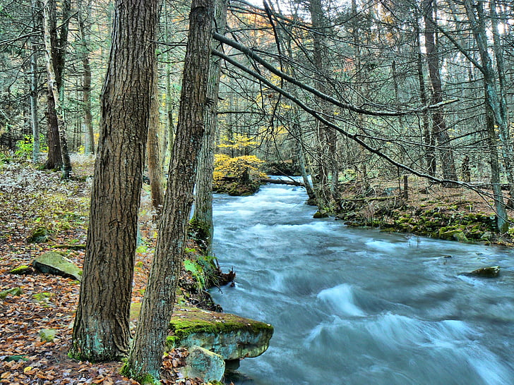 Stream, skov, vand, floden, natur, grøn, sten