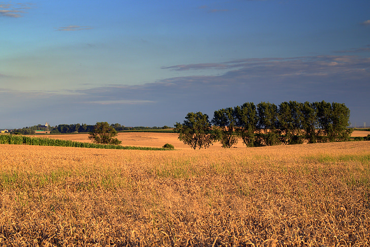 lauks, laukos, kukurūza, graudaugi, ainava, lauksaimniecība, ciems