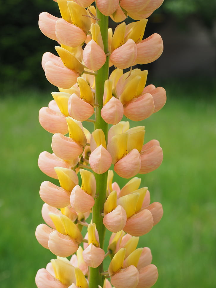 presenninger Lupin, Blossom, Bloom, gul, orange, Blomsterstand, Lupinus polyphyllus