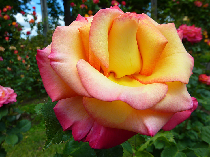 Rose, flore, fleur, nature, macro, Rose, Eugene en oregon