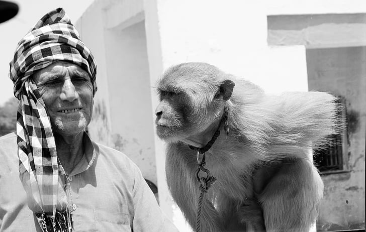 India, scimmia, Hindu, Turismo, Macaco, Rajasthan, Primate