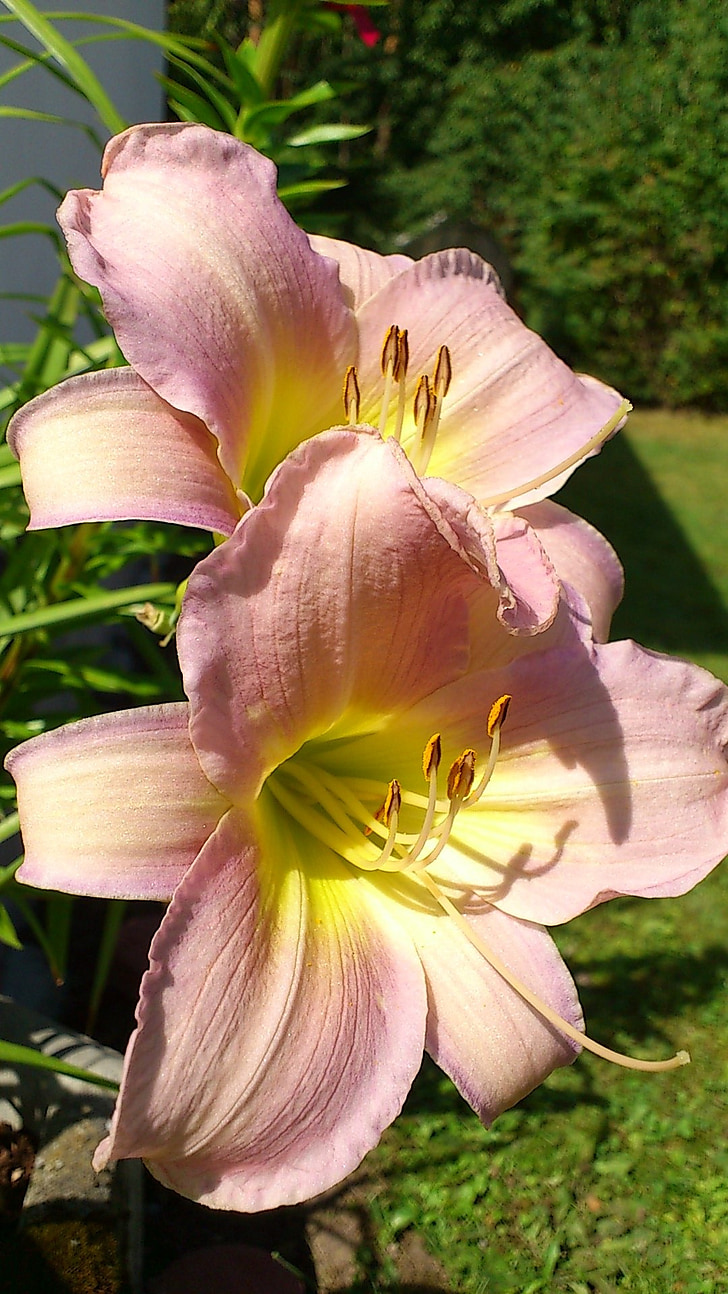 lily, flower, pink, daylily, blossom, bloom, close
