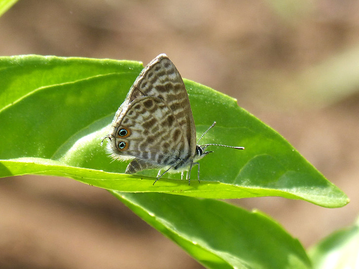 teenindusega boeticus, Motyl, liść, Szczegóły, blaveta dels guisantes, lepidopteran