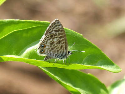 Teenindusega boeticus, Schmetterling, Blatt, Detail, Blaveta Dels guisantes, Lepidopteran