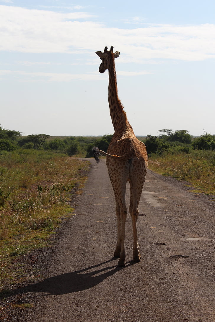 giraffe, road, africa, savannah, safari, trip, animal themes