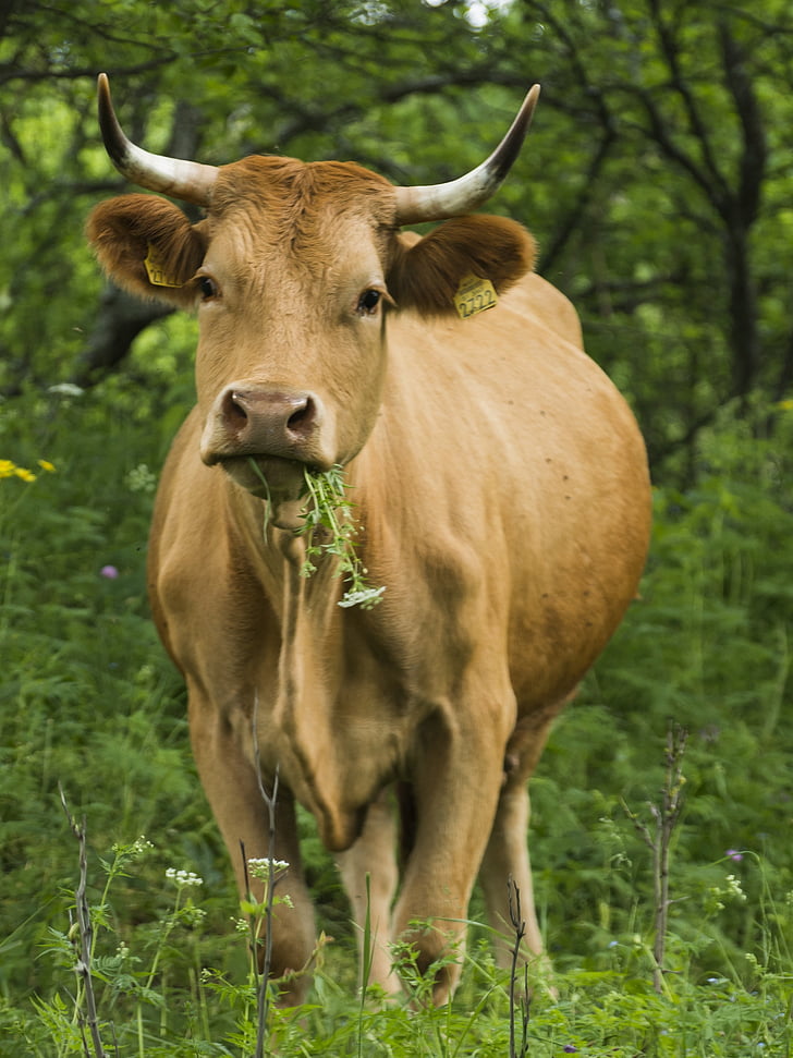 cow, eating, cattle, nature, grass, green