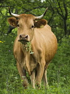 tehén, eszik, szarvasmarha, természet, fű, zöld