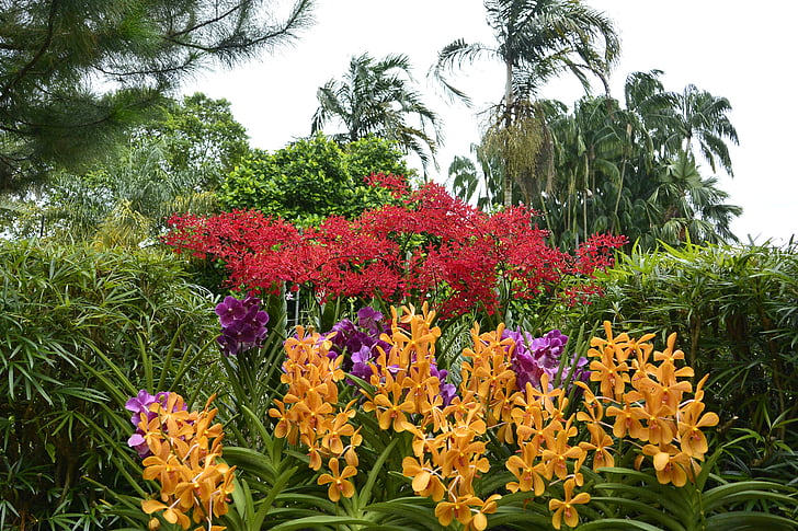 orchideeën, Singapore, botanische tuin