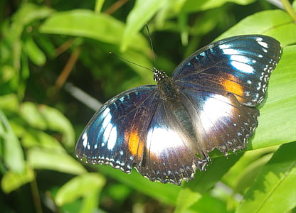 borboleta, natureza, beleza, vida selvagem, meio ambiente, monarca, asa