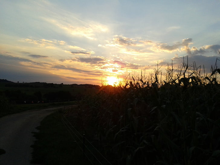 sunset, away, cornfield, sky, landscapes, nature, tranquil scene