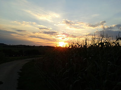 saulriets, prom, kukurūzas laukā, debesis, ainavas, daba, rāms ainas