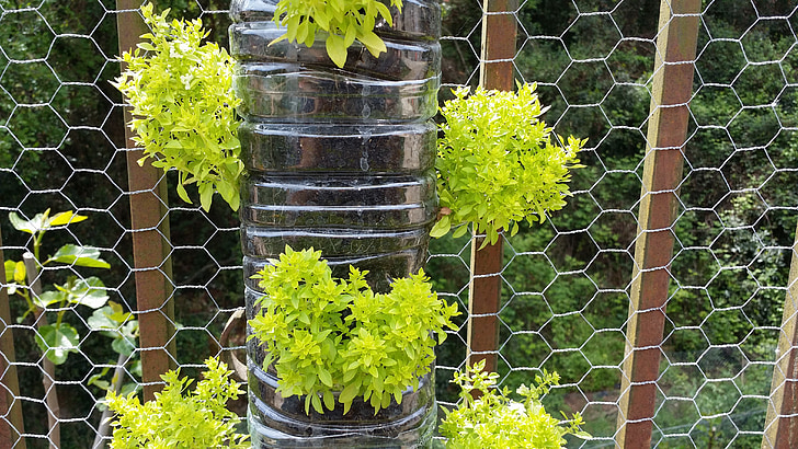 albahabaca, jardim vertical, folha de manjericão grande