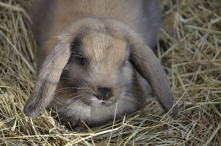 dwarf hare, brown, floppy ear, food