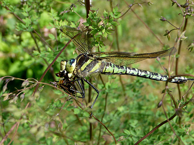 insectă, Dragonfly, natura, vara