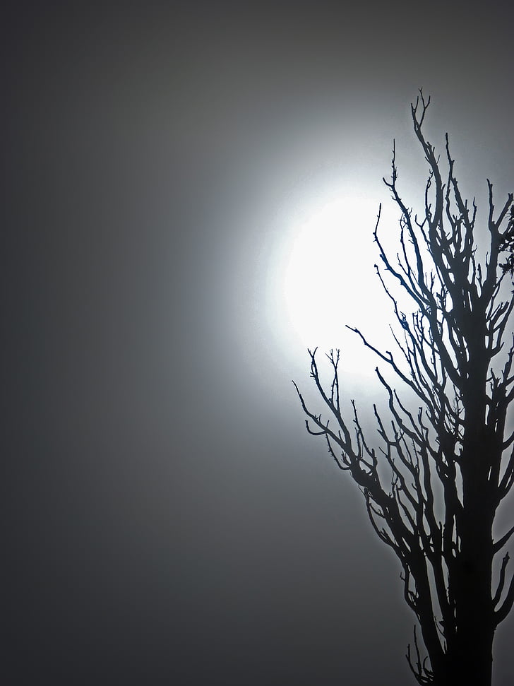 Мертвое дерево., туман, Тайна, террор, атмосфера, подсветка, копией пространства