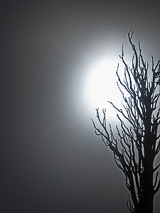 toter Baum, Nebel, Geheimnis, Terror, Atmosphäre, Hintergrundbeleuchtung, Textfreiraum