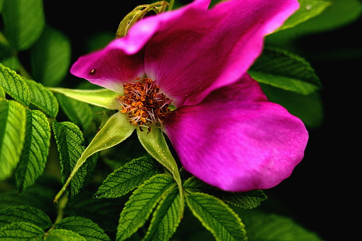 kronblad, rosa blomma, Tea rose, naturliga, lämnar, naturen, Anläggningen