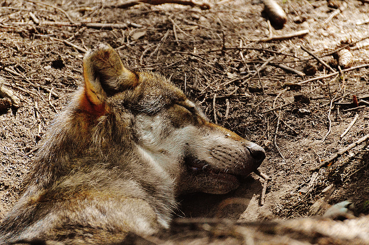 Wolf, sovende, afslappet, dyr, vilde dyr, dyrenes verden, Fur