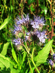 phacelia, blossom, bloom, tansy-phazelie, wild flower, summer, time of year