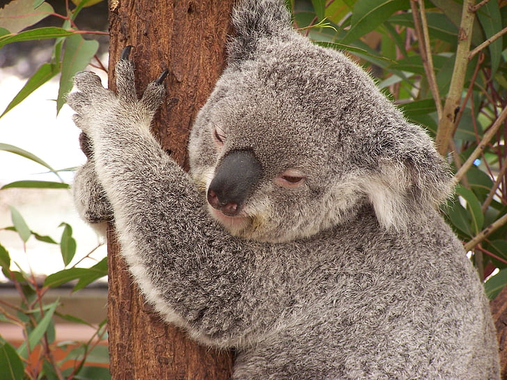 koala, australia, marsupial, animal, wildlife, bear, eucalyptus