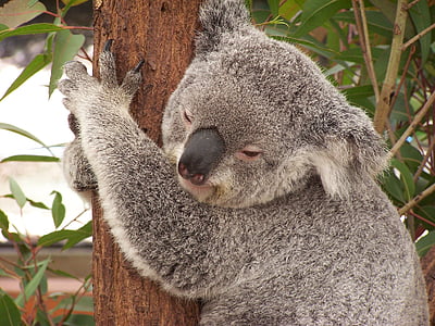 Koala, Ausztrália, erszényesek, állat, vadon élő állatok, medve, eukaliptusz