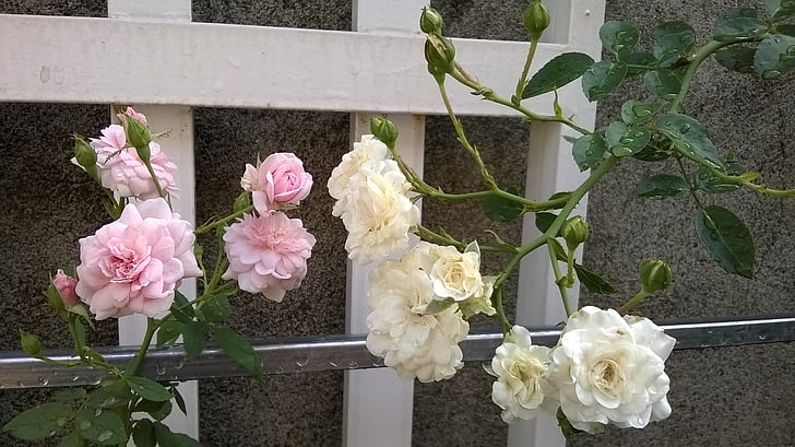 flower, roses, tree, the garden, tea roses, wall, decoration