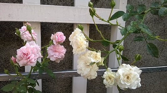 flor, Roses, arbre, el jardí, roses de te, paret, decoració