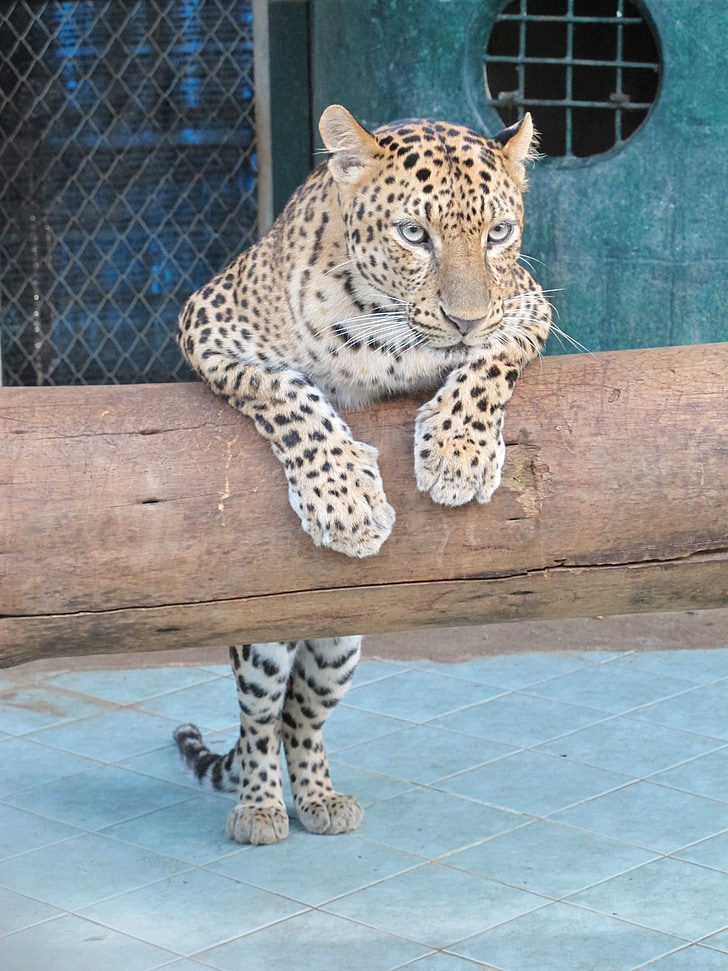 kisa, leopar, Hayvanat Bahçesi