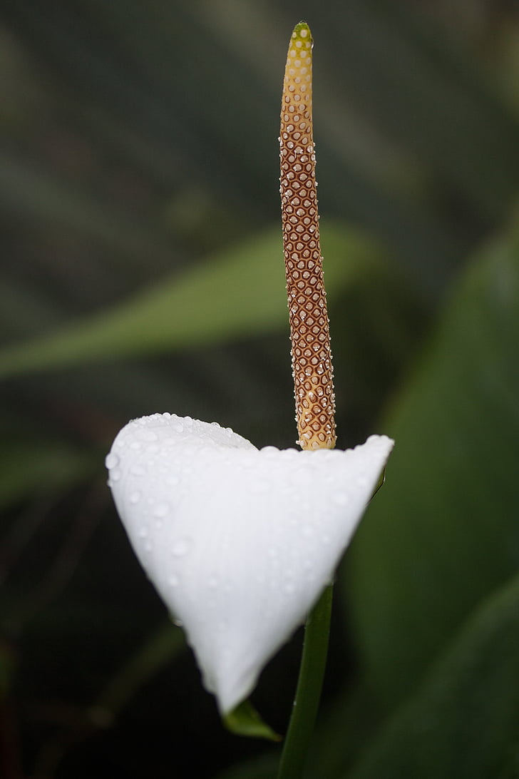 flamant rose fleur, Anthurium, tribu anthurieae, Araceae, genre néotropical, Tropical, Amérique centrale